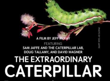 The Extraordinary Caterpillar